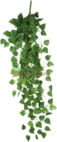藤本植物PNG