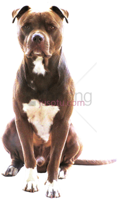 斗牛犬,pitbull american pit bull terrier PNG