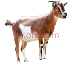 山羊PNG