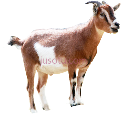 山羊,goats PNG