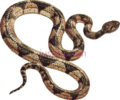 蛇,snake PNG