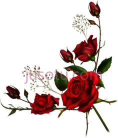 红玫瑰PNG