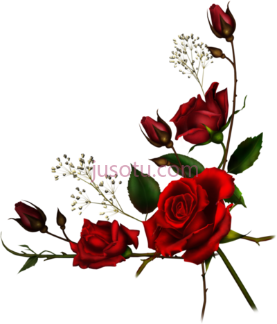 红玫瑰,red roses PNG
