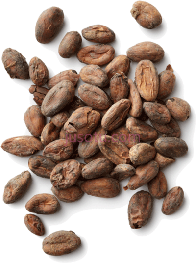 可可豆,cocoa beans cacao PNG