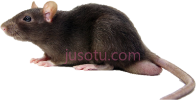 老鼠,rat PNG