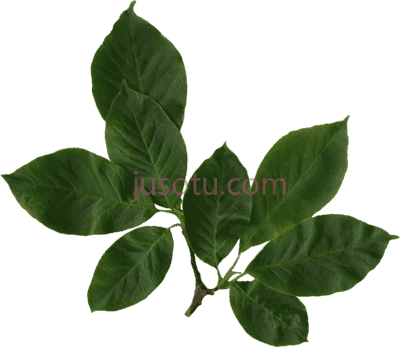 木兰叶,magnolia leaves PNG