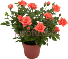 园林室内栽种玫瑰PNG