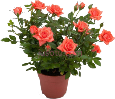 园林室内栽种玫瑰,garden indoor planting flowers pot rose PNG