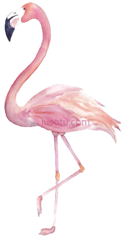 火烈鸟水彩,flamingo watercolor PNG