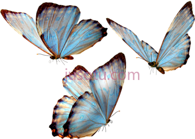 蝴蝶,mariposas para cape butterfly PNG