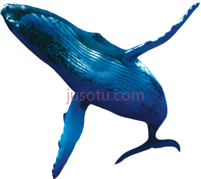 蓝鲸鱼,whale fish real blue PNG