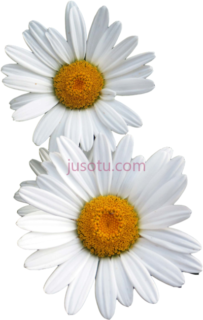 花,flowers PNG