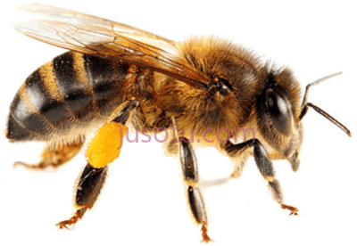 蜜蜂,isolated bee honey PNG