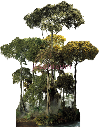热带雨林树,tropical rainforest tree PNG