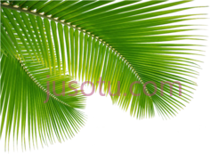 棕榈树叶PNG
