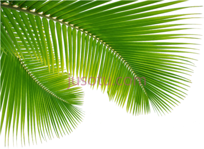 棕榈树叶,palm tree leaf escobar cleaning services PNG