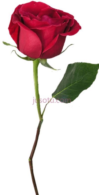 玫瑰,stem beauty and beast red PNG