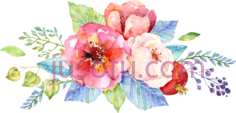 牡丹花,色彩 PNG