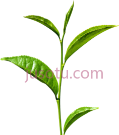 绿茶PNG