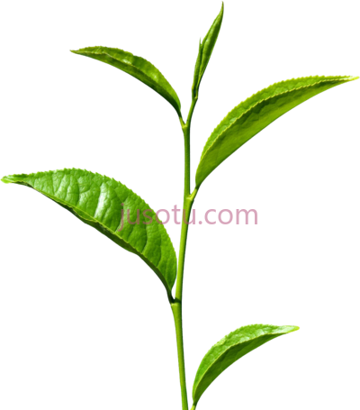 绿茶,green tea leaves PNG