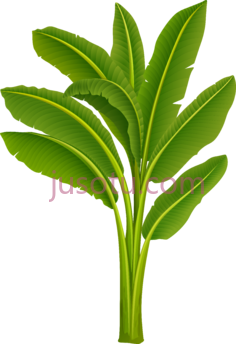香蕉叶,植物,植被,草木 PNG