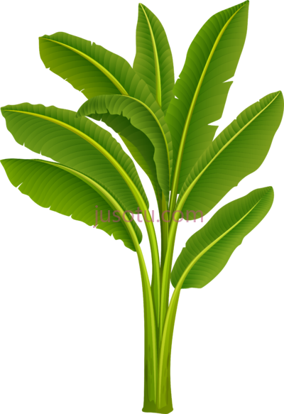 香蕉叶,banana leaf PNG