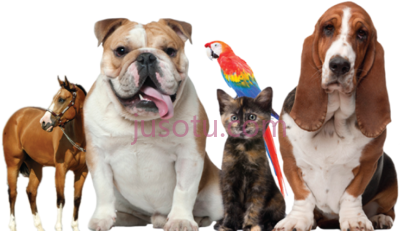宠物狗猫,pets elephant dog and cat PNG
