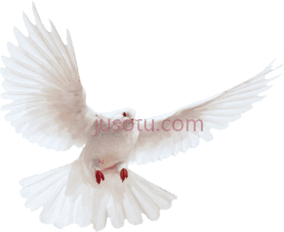 白鸽,white dove bird PNG