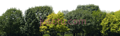 树木森林,group PNG