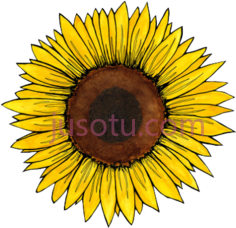 向日葵PNG