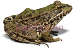 青蛙PNG