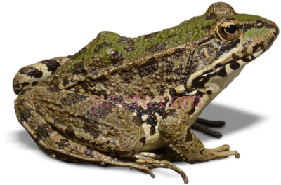 青蛙,frog PNG
