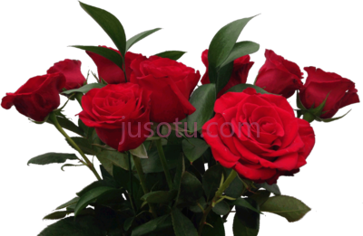 红花,flowe red PNG