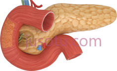 胰腺PNG