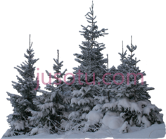 冬雪树木PNG