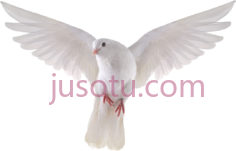 鸽子PNG