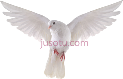 鸽子,pigeon dove PNG