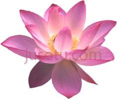 莲花PNG
