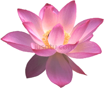 莲花,lotus flower PNG