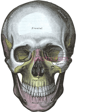 颅骨,december maxillary sinus on skull PNG