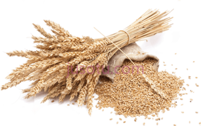 小麦,wheat PNG