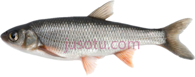 鱼,fish available in india PNG