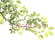 枝叶PNG