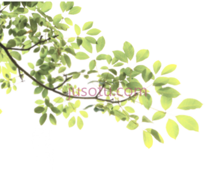 枝叶,branch nature leaves PNG