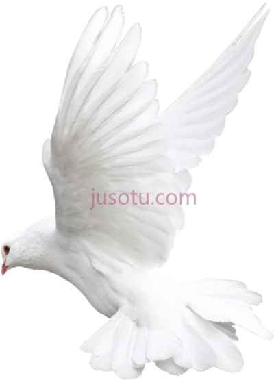 鸽子飞,pigeon fly white bird PNG