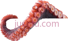 章鱼触须,动物 PNG
