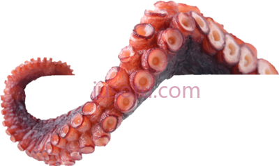 章鱼触须,octopus tentacles PNG