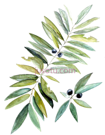 水彩植物叶,water painting botanical leaf PNG