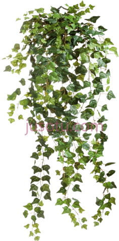 蔓藤,植物 PNG