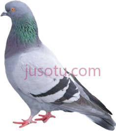 鸽子PNG